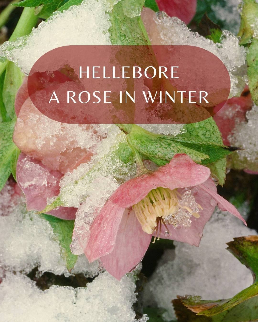 Hellebore: A Rose In Winter Hellebore Winter Rose Becky Doughty