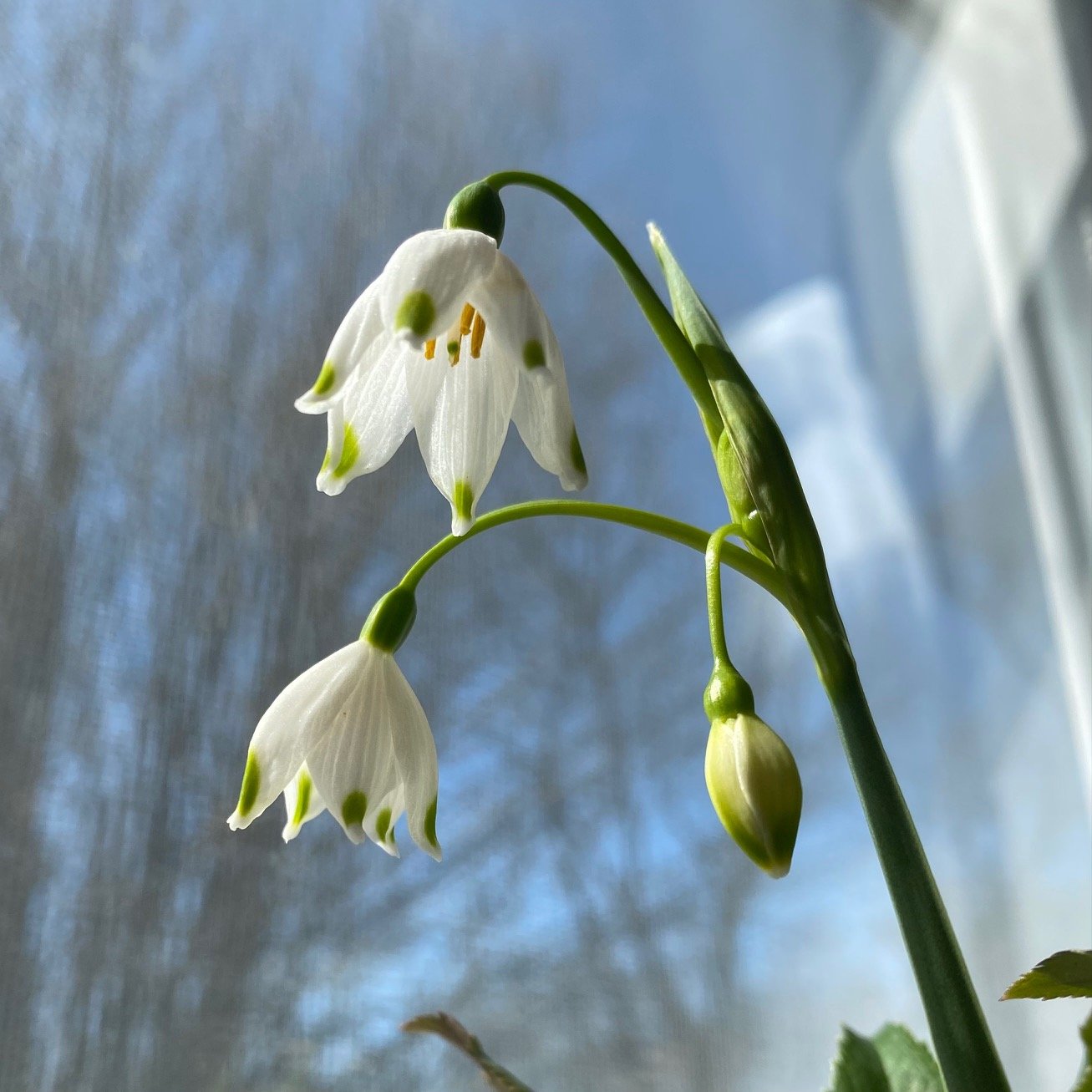 Becky Doughty Garden Snow Drops Becky Doughty Garden Snow Drops