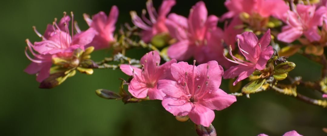 Becky Doughty Garden Azalea Banner