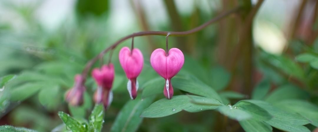 Becky Doughty Garden Bleeding Hearts Banner