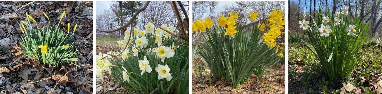Becky Doughty Garden Daffodil Collage Becky Doughty Garden Daffodil Collage