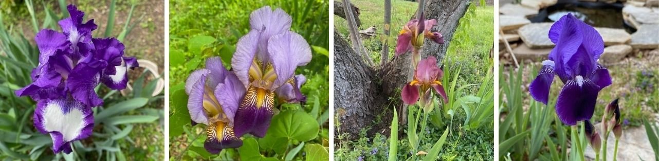 Becky Doughty Garden Iris Collage