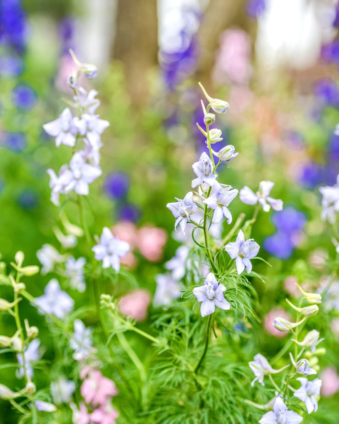 Becky Doughty Garden Larkspur Becky Doughty Garden Larkspur