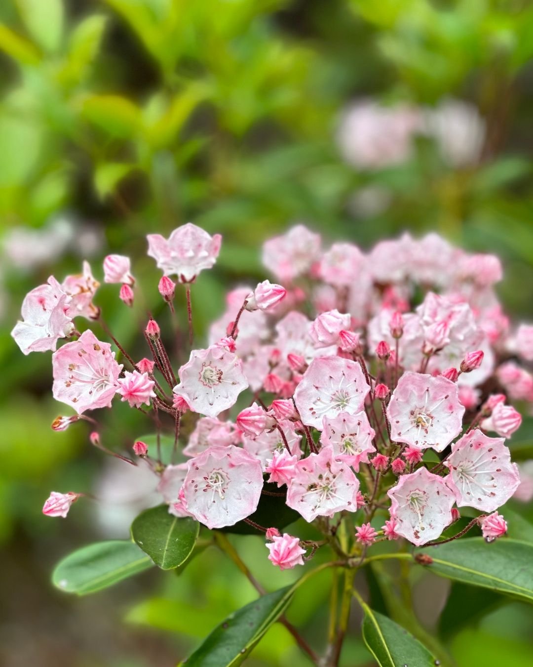 Becky Doughty Garden Mountain Laurel