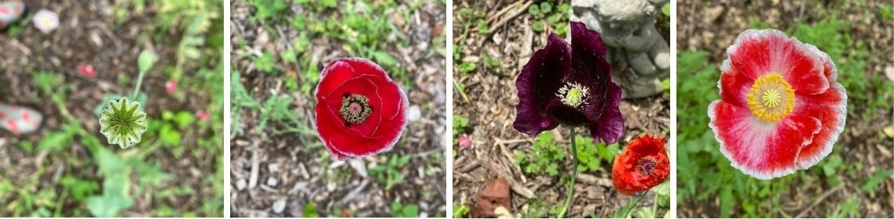 Becky Doughty Garden Poppy Collage Becky Doughty Garden Poppy Collage