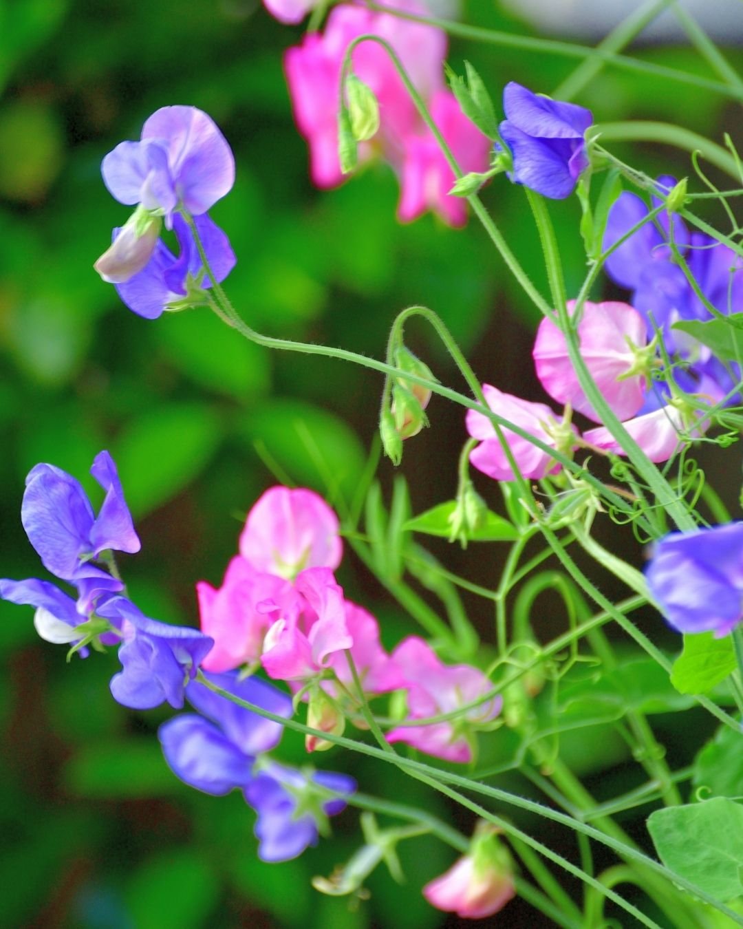 Becky Doughty Garden Sweet Peas