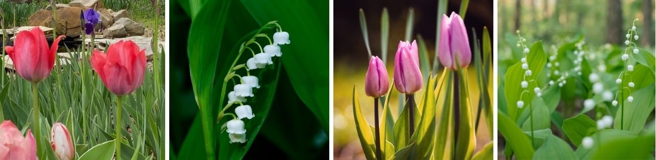 Becky Doughty Tulips and Lily of the Valley Collage Becky Doughty Tulips and Lily of the Valley Collage