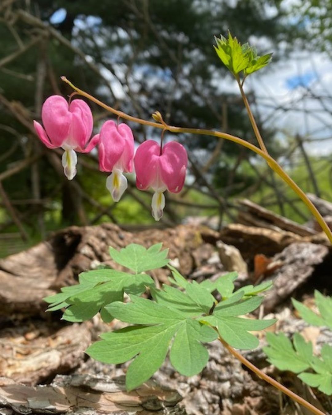 Becky Doughty Garden Bleeding Heart