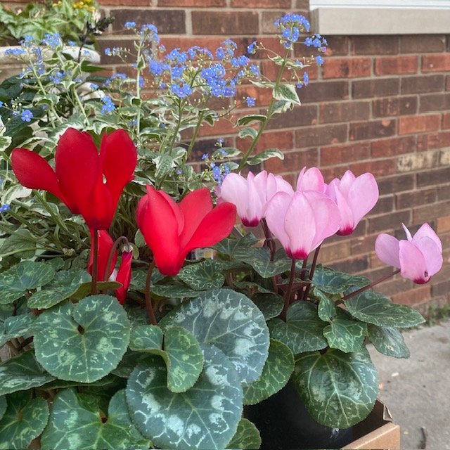 Becky Doughty's Garden Cyclamen Becky Doughty Garden Cyclamen