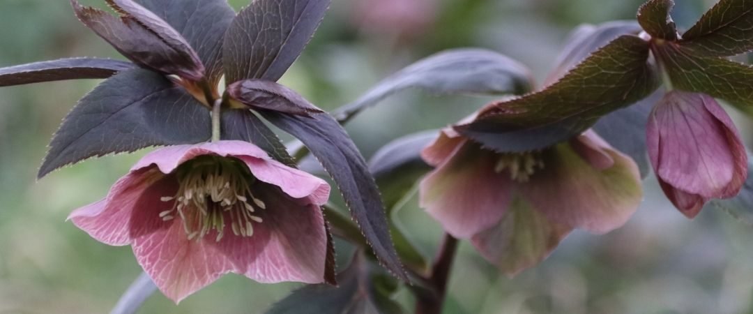 Becky Doughty Garden Hellebore in Winter